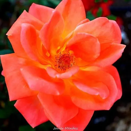 리조트 Rosas 4*